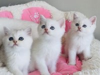Maviş point british shorthair bebekleirm 