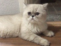Kedimi Bakamadığım için sahiplendiriyorum