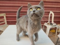 Sahiplendirme british shorthair