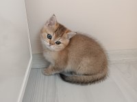 British Shorthair Ny 11 Golden