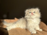Blue Golden Ay11 Mükemmel Kalite British Longhair