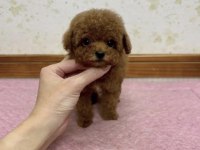 Toy Poodle Bakımlıdır