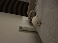 Köpeğimize iyi bir yuva arıyoruz