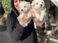 Kore maltese terrier yavrularım