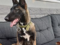 Belçika malinois 4 aylık dişi
