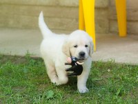 Golden Retriever Kapıda Ödeme Hizmetimiz Vardır