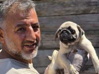 Mükemmel kalitede pug mops yavruları Burkemden