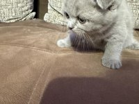 2 Aylık Yavru Scottish Fold Tuvalet Eğitimli