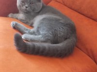 Yetişkin erkek british shorthair