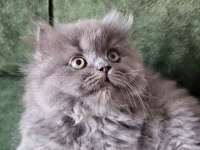 Safkan ırk sağlık garantili british longhair