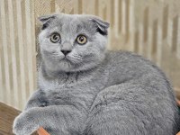 Çok acil 65 günlük safkan scottish fold dişi