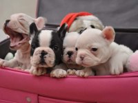 FRENCH BULLDOG YAVRULARI