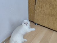 Ücretsiz dişi scottish fold