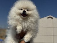 Ultra kalite ayı suratlı pomeranian yavrular