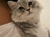 1.5 yaşında kısır british longhair