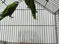 CÜCE MACAW YEŞİL RENK SON 2 ADET KALDI