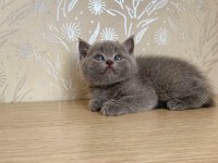 A KALİTE BRİTİSH SHORTHAİR KEDİRLER
