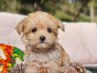 Dişi Teacup Morkie