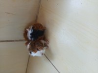 Yavru çift ginepig