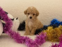 SAĞLIK VE IRK GARANTİLİ MALTİPOO BEBEKLER