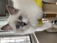 3 Aylık Erkek Ragdoll Yavru