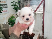 (SDK) çiftlikten numara maltese terrier köpekler