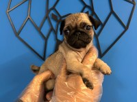 ORİJİNAL PUG MOPS BEBEKLER