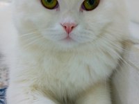 Baba tam eğitimli ve deneyimli british shorthair