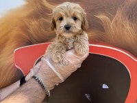 IRK GARANTİLİ MALTİPOO YAVRULARIMIZ