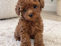 Minyon Poodle Yavrular Yeni Yuvasını Bekliyor