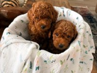 A Kalite Toy Poodle Bebekler