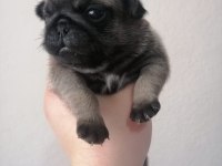 Pug yavrularımız ırk garantilidir