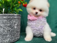ORJİNAL GÜLER YÜZLÜ MALTİPOO YAVRUM