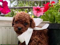 Dark brown teacup yavrular
