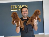 Efsane kalite toy Poodle yavrular Ankara mağazamızda 