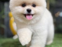 BEYAZ PUF BEBEK POMERANİAN