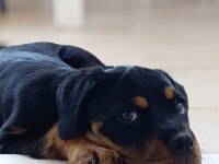 A şecereli dişi rottweiler