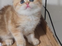 British shorthair kedisi