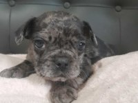 Blue Merle French Bulldog Yavrum