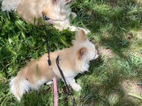 Chihuahua şivava evlatlarım yeni yuvasını arıyor