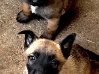 A++Belgium malinois