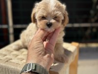 Petmode köpek çiftliğinde ziyarete açık kore maltipoo