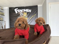 SHOW KALİTE TOY POODLE YAVRULAR MAĞAZAMIZDA GÖRÜN