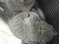 BAKMADAN GEÇMEYİN KEDİLERE