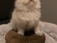 BRİTİSH LONGHAİR KEDİSİ