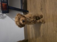 55 Günlük Toy Poodle Erkek