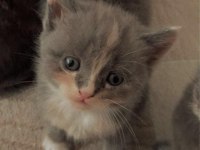 Scottish Fold Yavruları