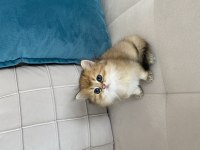 British longhair