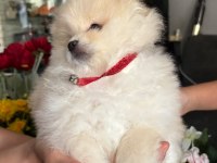 Pomeranian boo köpeği
