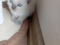 Blue point sevimli yavrularımız rezerveye açık kediler